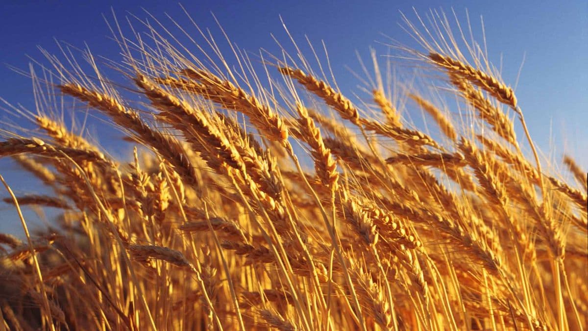 Precios de alimentos: alcanzaron máximo de 3 años en julio